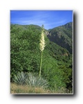 2006-06-11 Kings (52) Flowering Yucca